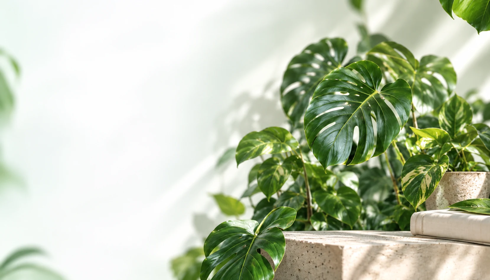 Healthy monstera leaf in soft daylight
