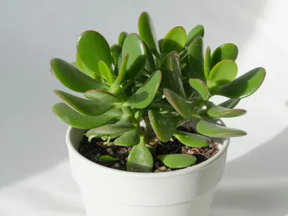 Succulent in gritty well-draining mix