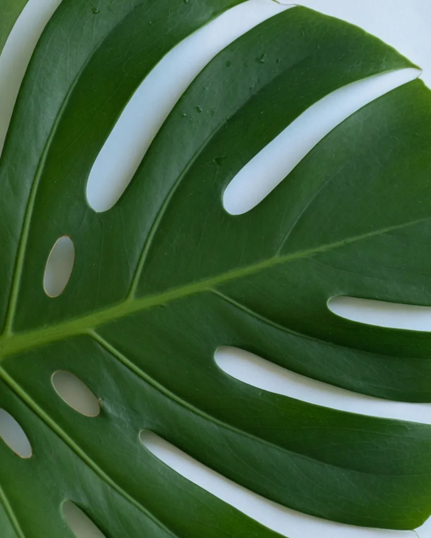 Monstera leaf ready for plant identification