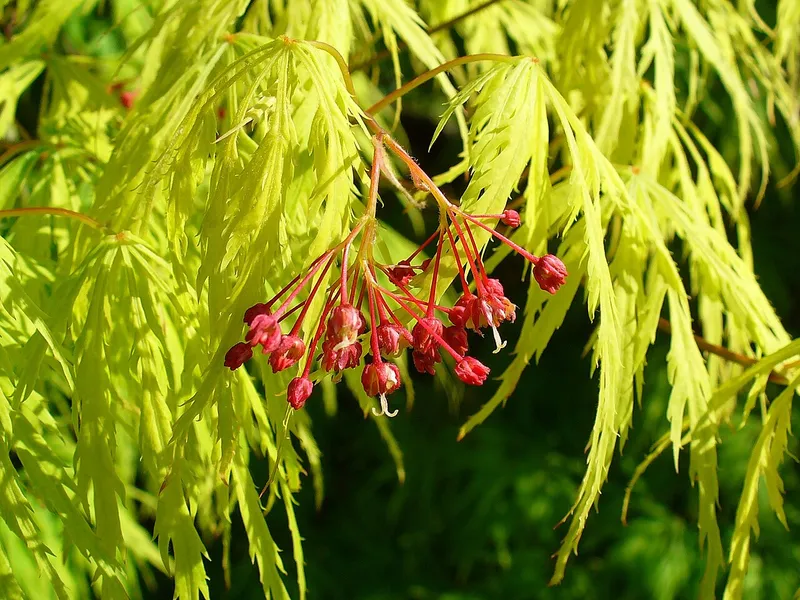 Japanese Maple (Indoor) (Acer palmatum)
