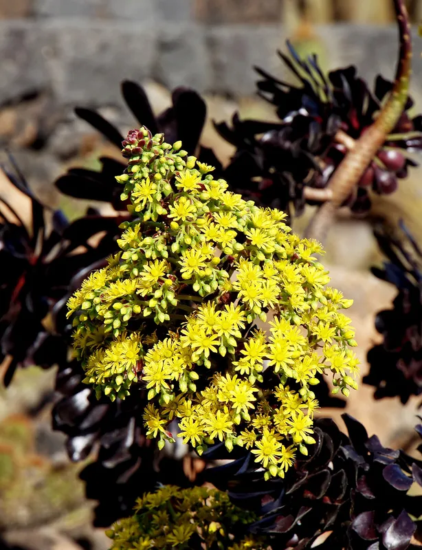 Tree Aeonium (Aeonium arboreum)