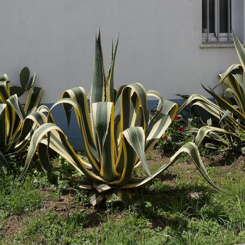 Century Plant (Agave americana)