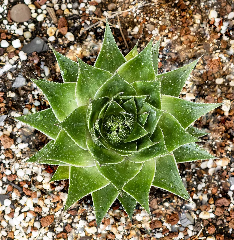 Lace Aloe (Aristaloe aristata)