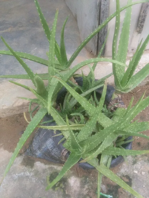 Aloe Vera (Aloe barbadensis miller)