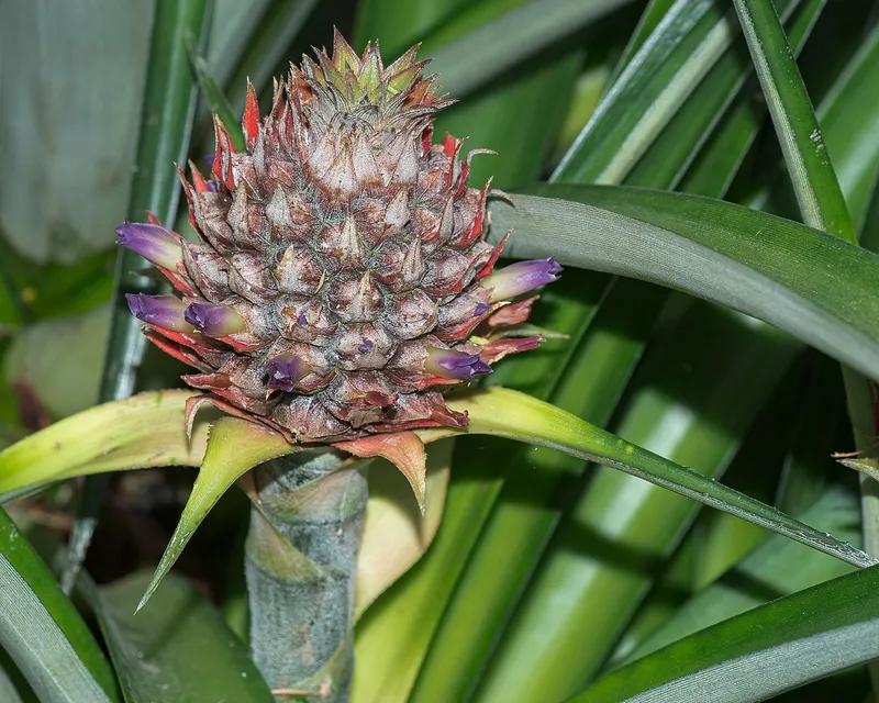 Pineapple (Ananas comosus)