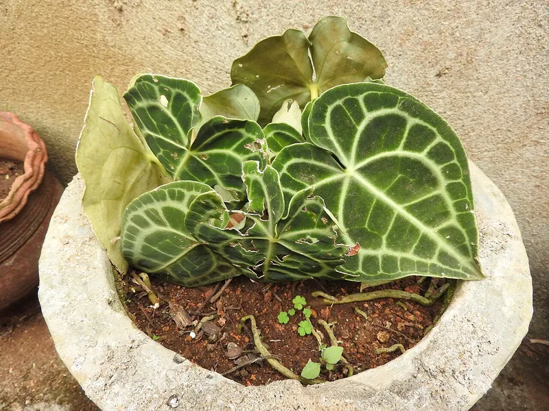 Velvet Cardboard Anthurium