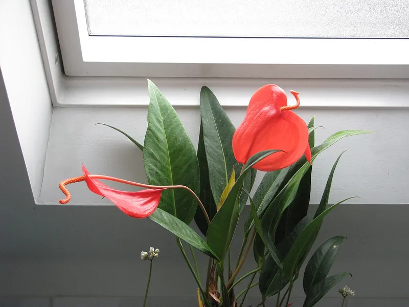 Flamingo Flower