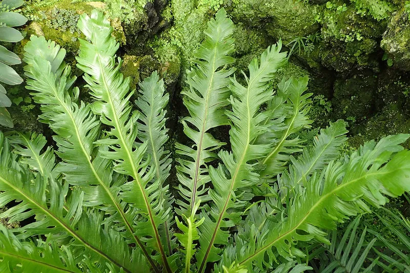 Bird's Nest Fern