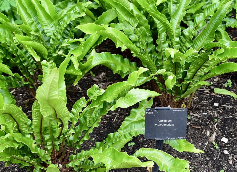 Hart's Tongue Fern