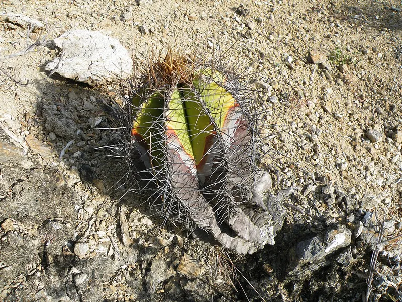 Star Cactus (Astrophytum ornatum)