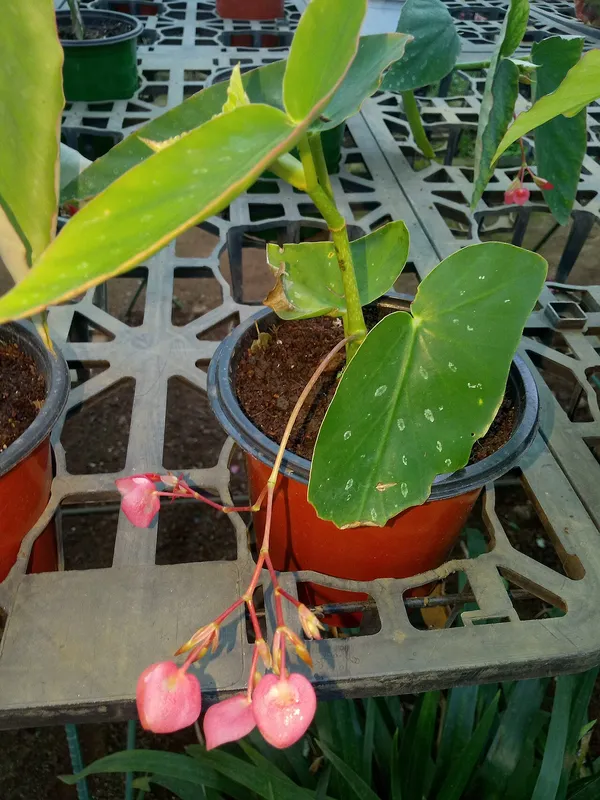 Angel Wing Begonia (Begonia coccinea)
