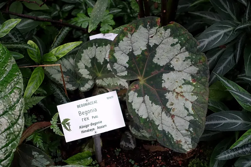 Rex Begonia