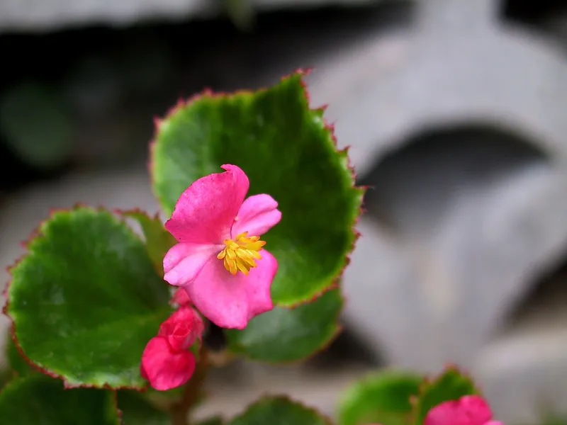 Begonia