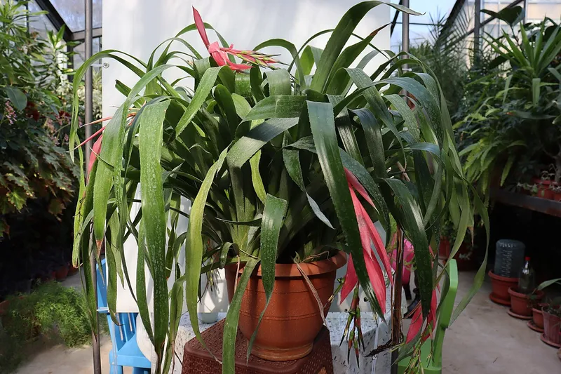 Queen's Tears (Billbergia nutans)