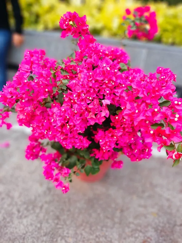 Bougainvillea