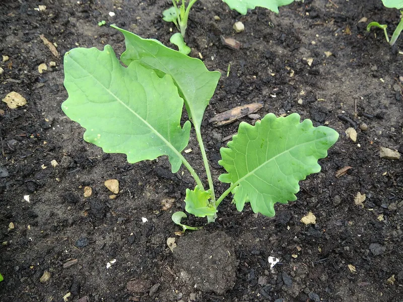 Kale (Brassica oleracea)