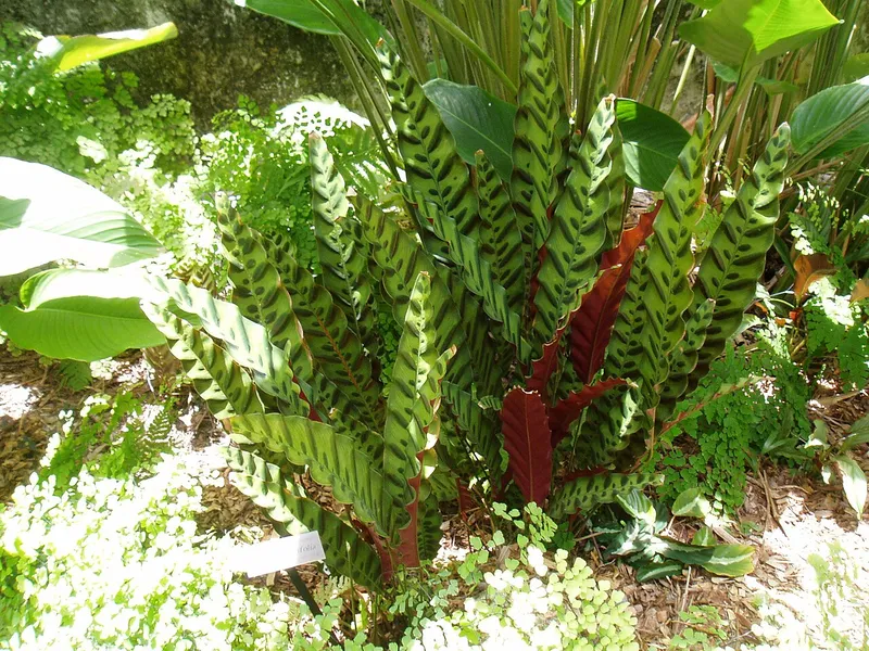 Rattlesnake Plant
