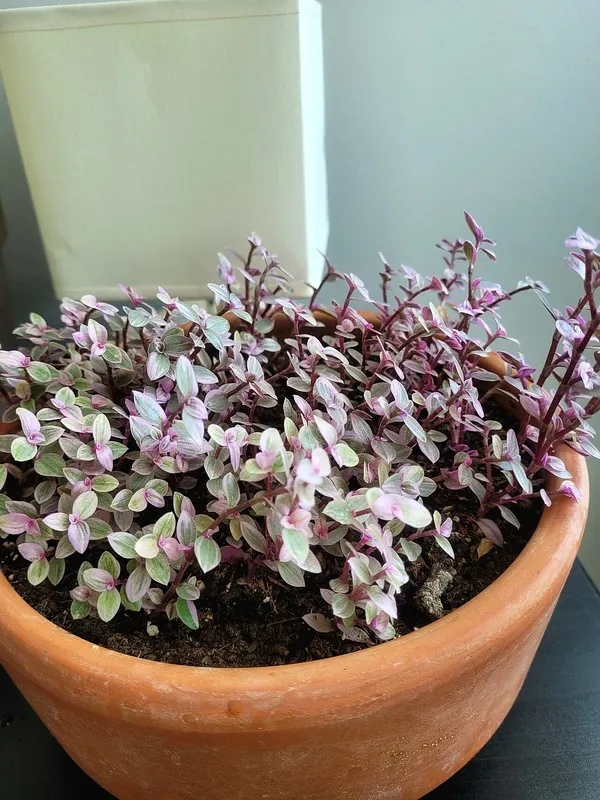 Turtle Vine (Callisia repens)
