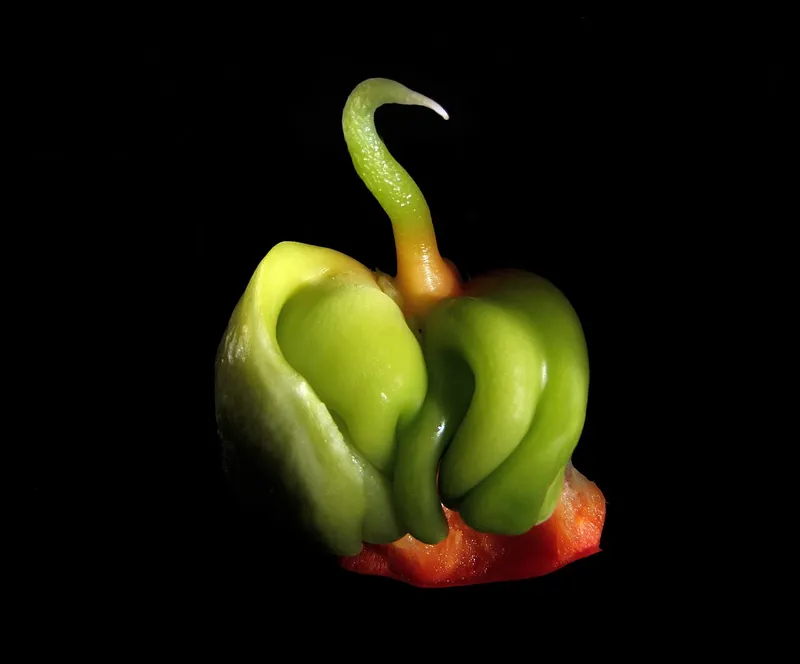 Ornamental Pepper (Capsicum annuum)