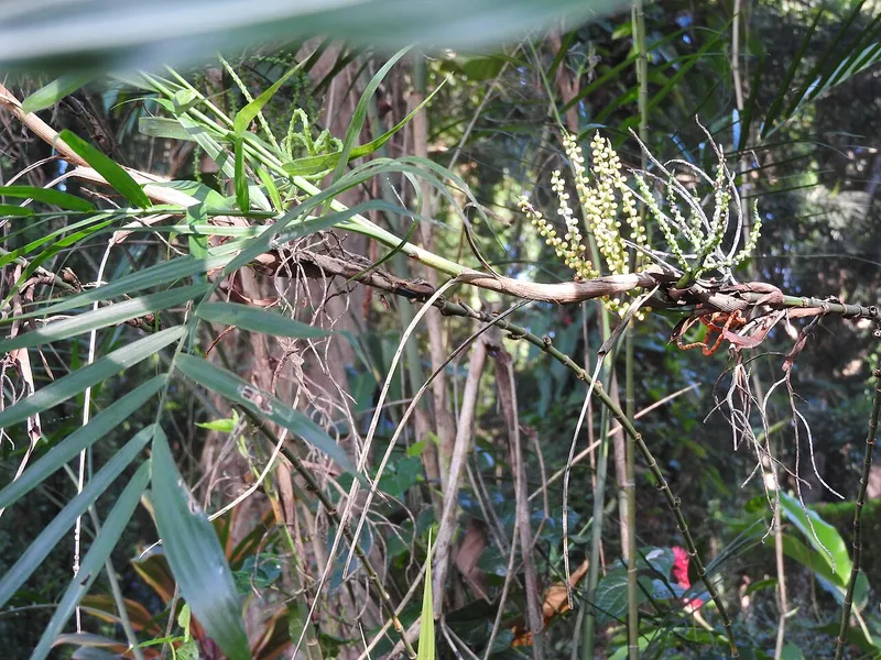 Bamboo Palm