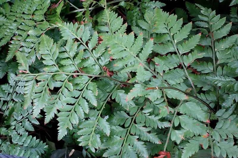 Bichetii Grass