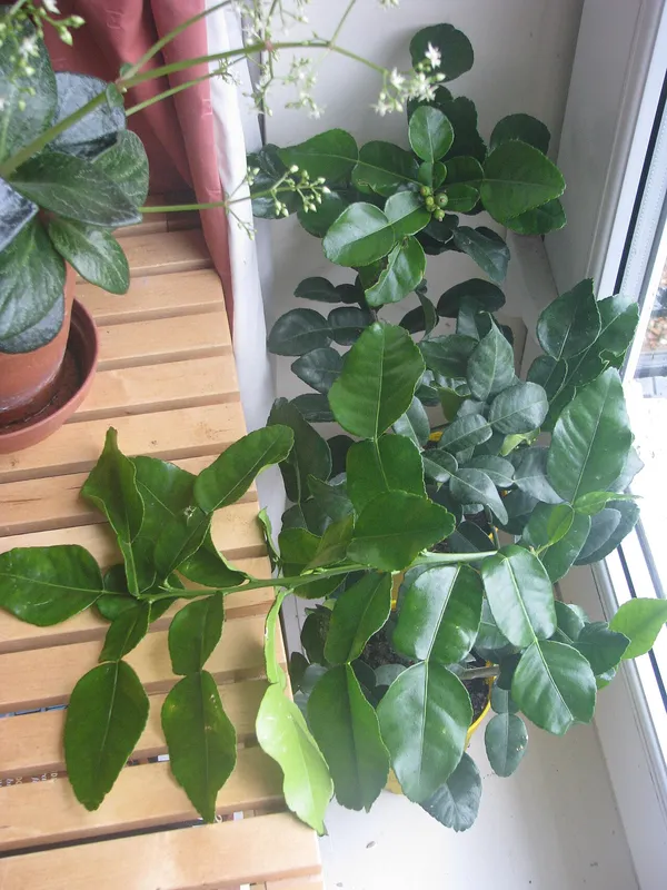 Kaffir Lime