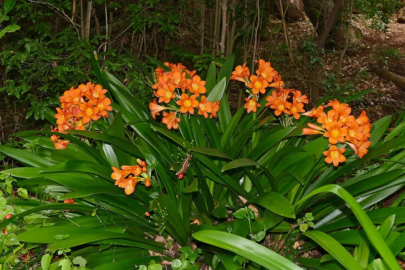 Kaffir Lily (Clivia miniata)