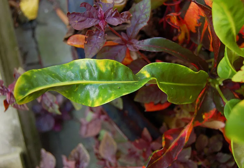 Croton