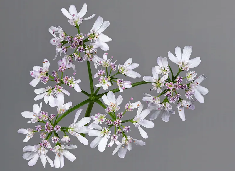 Cilantro