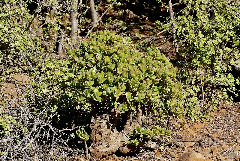 Jade Plant (Crassula ovata)
