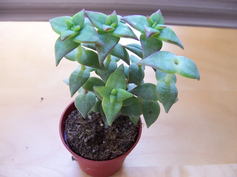 String of Buttons (Crassula perforata)