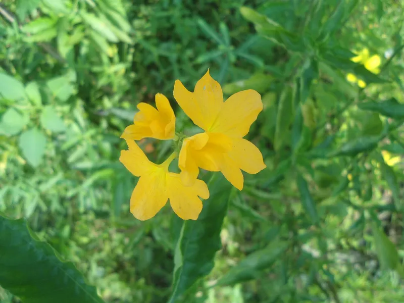 Firecracker Flower
