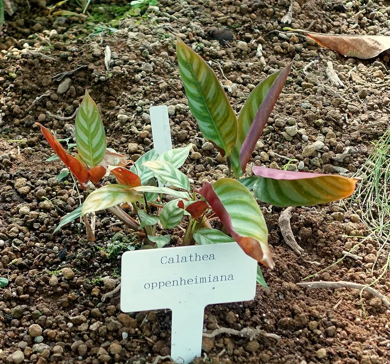 Never Never Plant