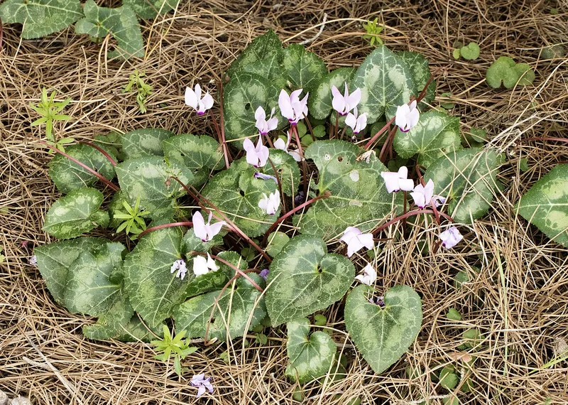 Florist's Cyclamen (Cyclamen persicum)