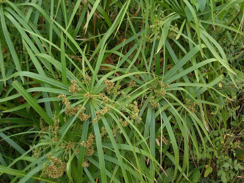 Umbrella Plant