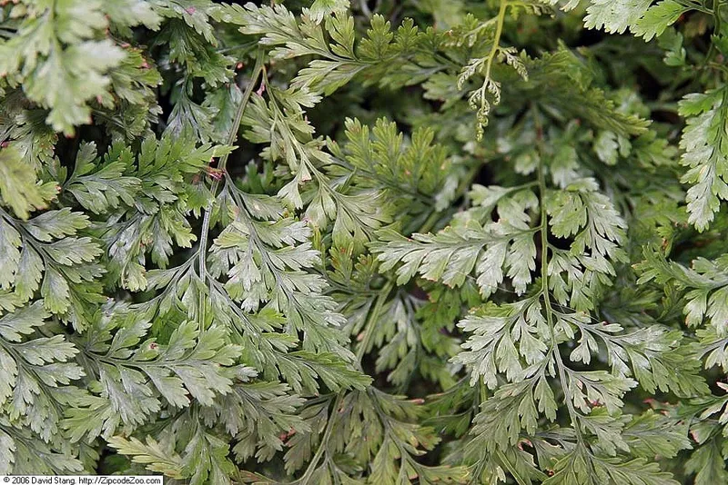 Rabbit's Foot Fern
