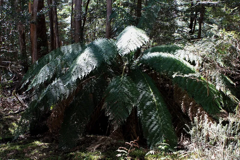 Tasmanian Tree Fern