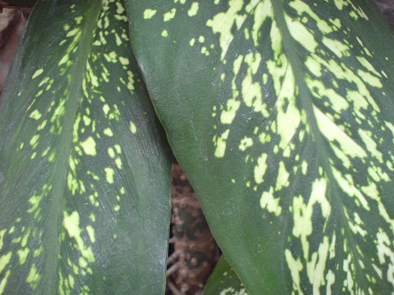 Giant Dumb Cane