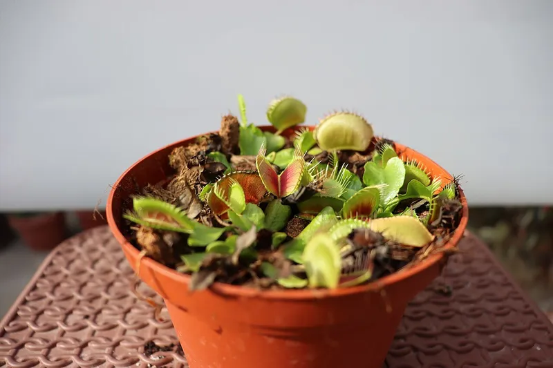 Venus Flytrap