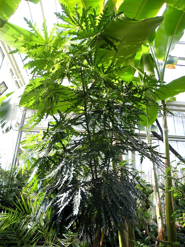 False Aralia