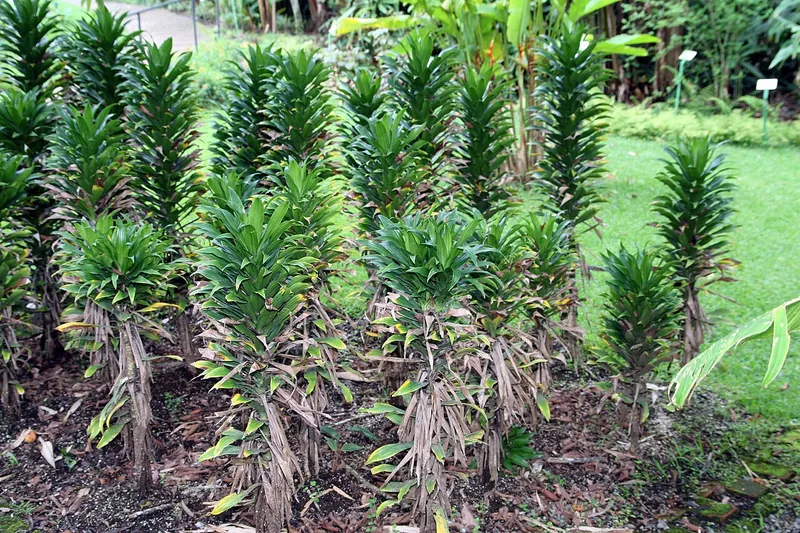 Compact Dracaena