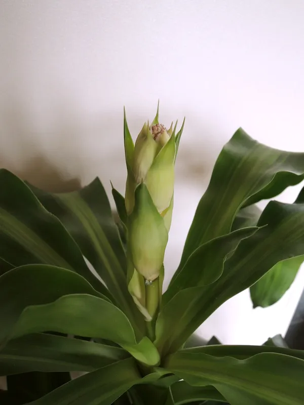 Corn Plant