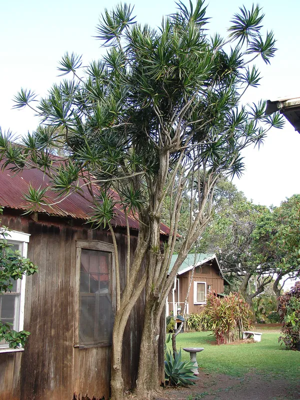 Dragon Tree