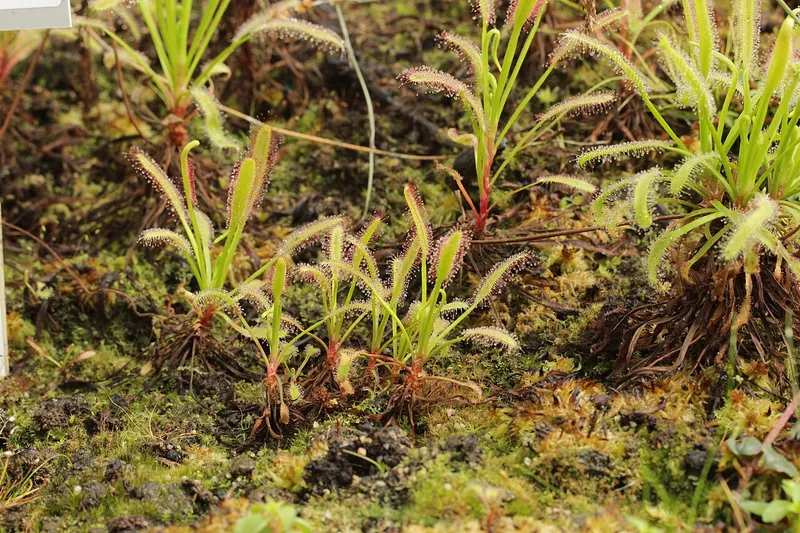 Cape Sundew (Drosera capensis)