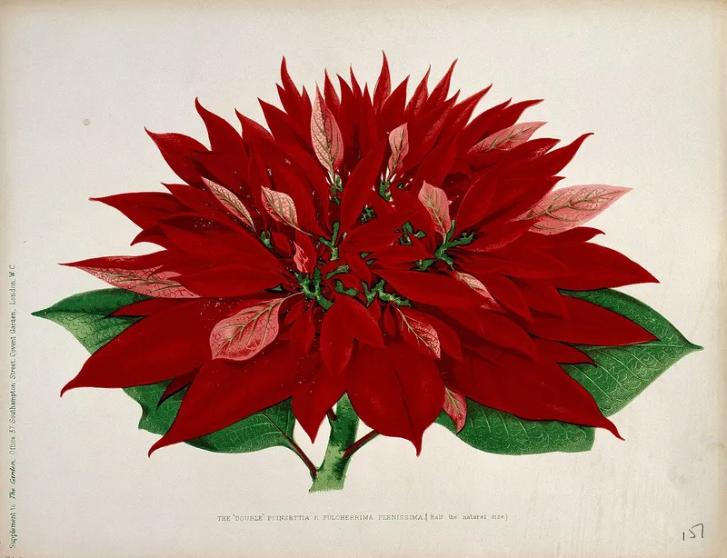 Poinsettia