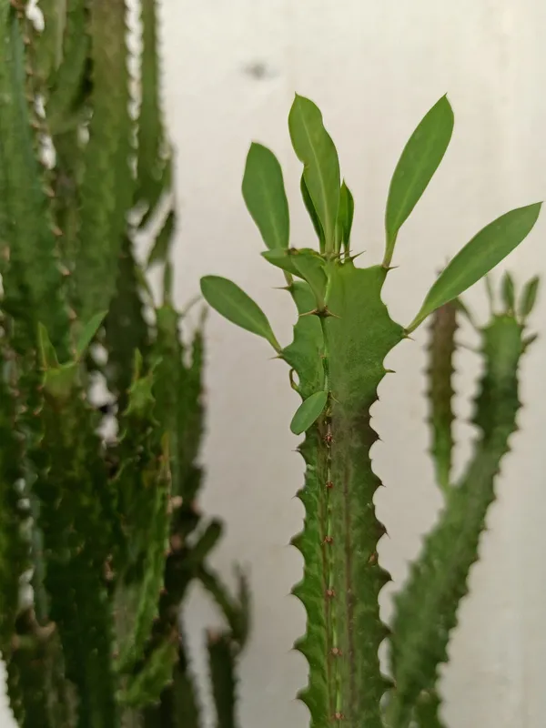 African Milk Tree (Euphorbia trigona)