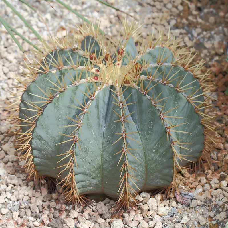 Blue Barrel Cactus