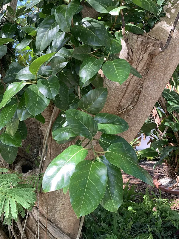 Council Tree (Ficus altissima)