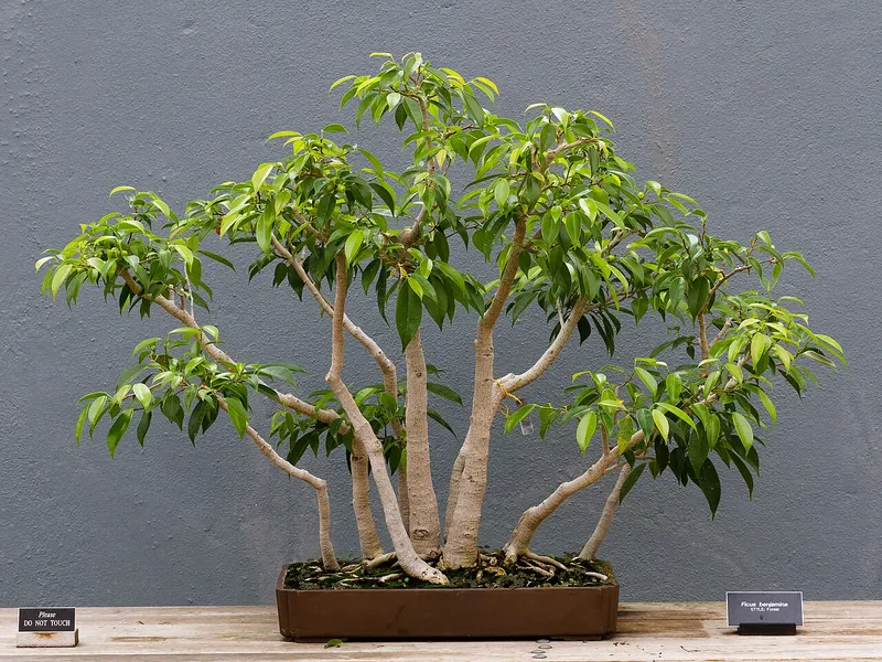 Weeping Fig