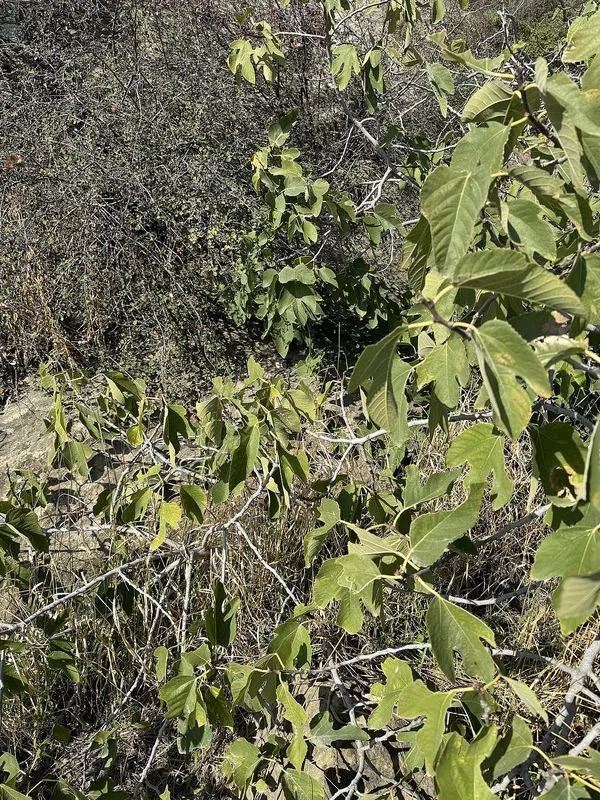 Fig Tree